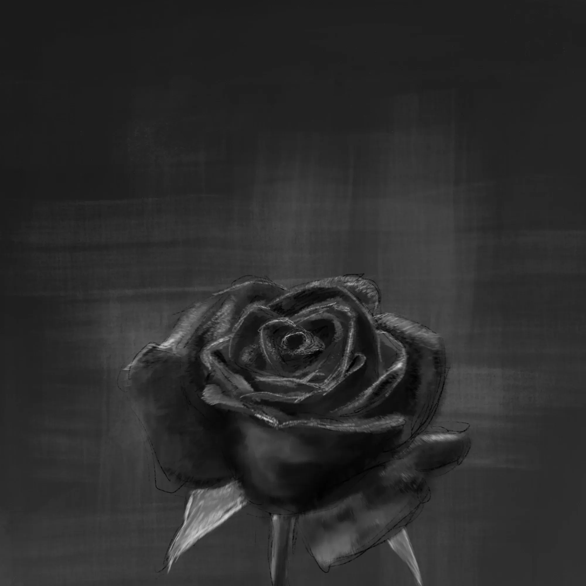 A dark grey rose emerging from a brushed charcoal background